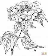 Coloring Rose Pages Printable Roses Guelder Viburnum Opulus Adult Supercoloring Heart Gif Intricate Clipart Print Popular Sheets Flower Library Choose sketch template