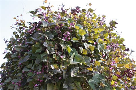 hyacinth bean lablab purpureus seeds ubicaciondepersonascdmxgobmx