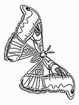 Moth Coloring Pindi Designlooter sketch template