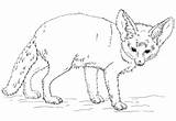 Fennec Fox Coloring Pages Drawing Printable Realistic Bat Eared Drawings Version Click Designlooter sketch template