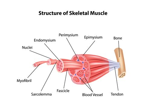 structure skeletal muscle anatomy  tigatelu  dribbble