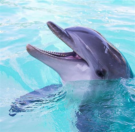 jahren sollen wir mit delfinen sprechen koennen welt