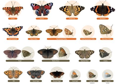 butterfly identification charts  kids