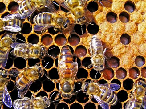 museumjeugduniversiteit kunnen wij leven zonder bijen