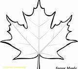 Maple Template Leafs Clipartmag Leaves sketch template