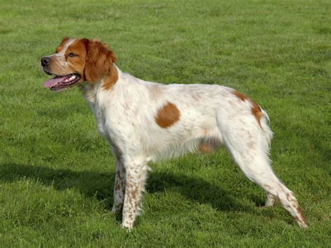 brittany spaniel dog breedsnet