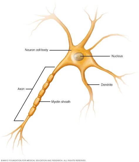 nerve cell neuron mayo clinic