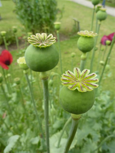 filepapaver somniferum opium poppy papaveraceae seed podjpg