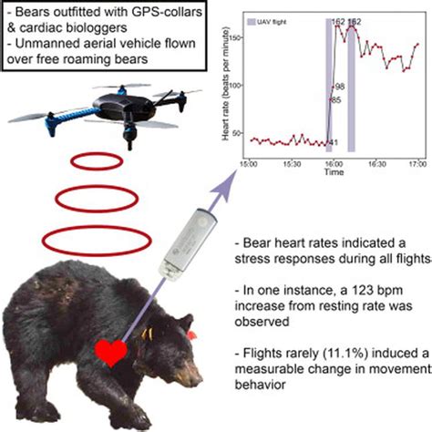 bears    annoyed  drones  verge