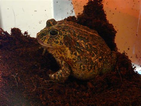 please help sex my african bullfrog d