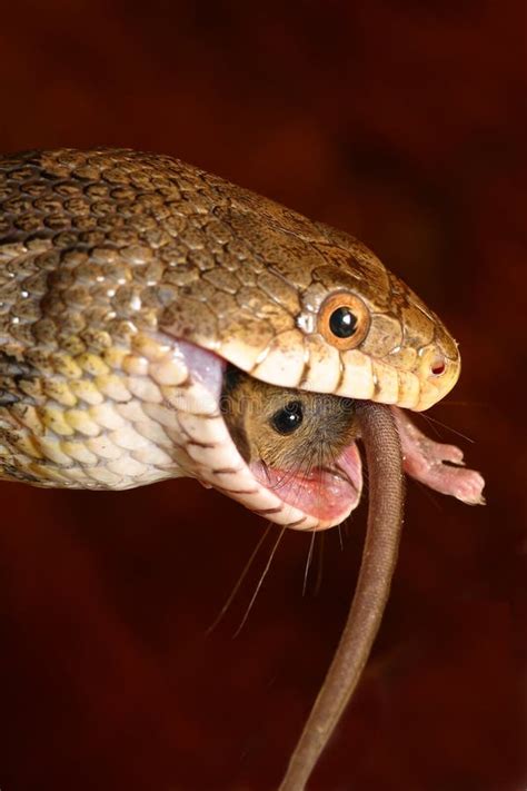 het grijze eten van de slang van de rat stock afbeelding image  verbruik aanval
