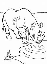 Neushoorn Afrikaanse Rhinoceros Stemmen sketch template