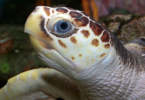 loggerhead sea turtle sea turtles  pacific mexico inaturalist