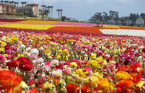 the flower fields at carlsbad ranch visit carlsbad