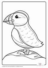 Bird Puffin Sheets sketch template