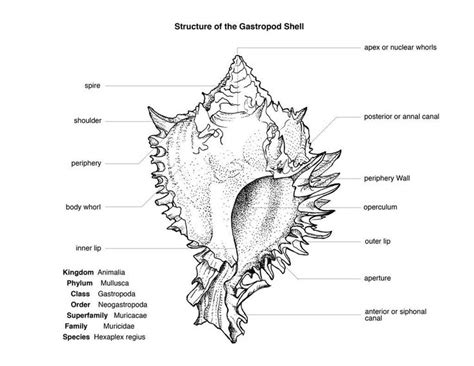 image result  schematic diagram   seashell sea shells whorl superfamily
