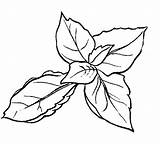 Basil Clipart Drawing Plant Clipartmag Getdrawings sketch template