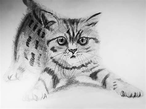 como dibujar  gato  realista draw  realistic cat  pencil dibujos en accion