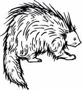 Porcupine Pages Coloring Printable Drawing Cape Supercoloring Color Book Line Clipart Porcupines Kids Animals Clipartmag Preschool sketch template
