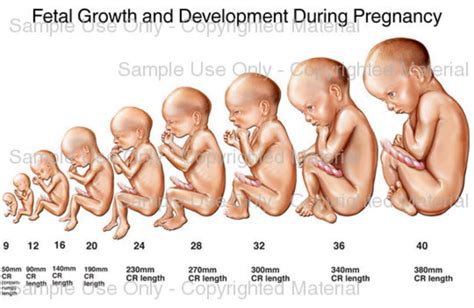 fetal development timeline timetoast timelines
