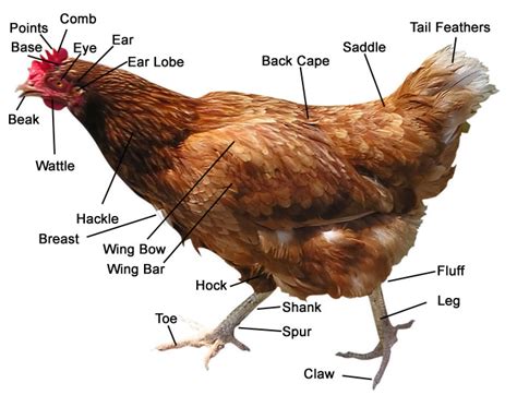 chicken anatomy digestive system chicken farmers union