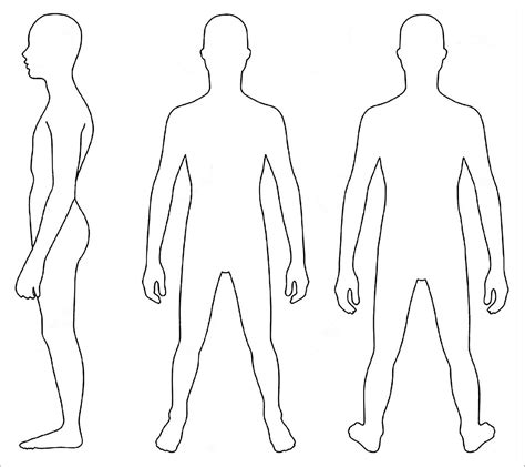 human anatomy outline