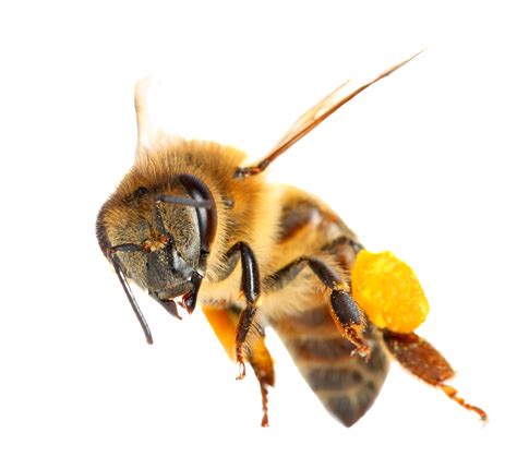als twee bijen vechten om een bloem brussel de standaard
