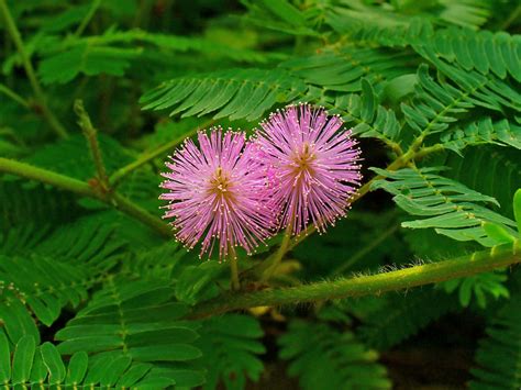 mimosa pudica sensitive plant world  flowering plants