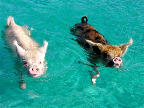 tiny swimming pigs  pig beach deep sea news