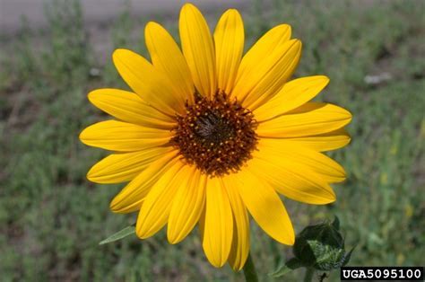 common sunflower, Helianthus annuus (Asterales: Asteraceae  