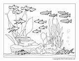 Coloring Pages Fish Aquarium Tank Underwater Ocean Sea Whith Cat Fishes Animals Printable Community Print Water Color Habitat Nature Yahoo sketch template