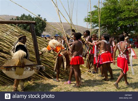 Zulu Maidens Deliver Reed Sticks To The King Zulu Reed