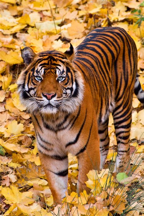 sumatran tiger rbeamazed