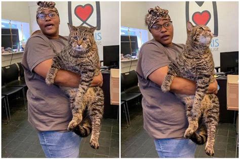philly s own chonky cat may soon have a forever home good