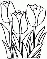 Tulip Preschool Flower Tulips Coloringhome sketch template