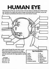 Eye Anatomy Coloring Human Pages Diagram Printable Heart Labeling Worksheet Kidney Physiology Answer Book Brain Year Structure Worksheets Toddler Biology sketch template