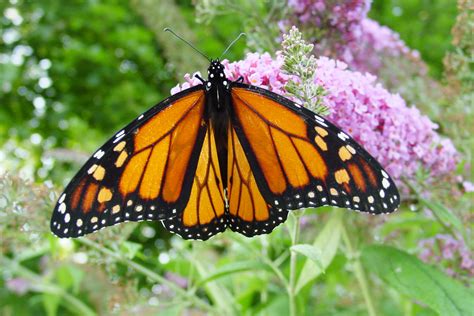 filemale monarch butterflyjpg wikimedia commons