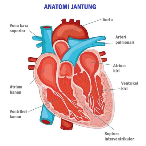 atrium kanan jantung manusia fungsi penyebab kerusakan  menjaga