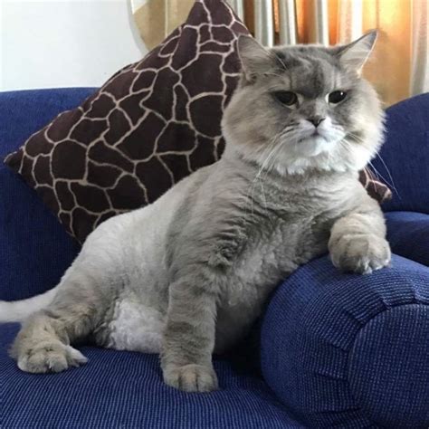 Meet Bone Bone The Big Fluffy Cat From Thailand Who Is Going Viral On