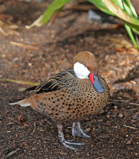 pictures  information  white cheeked pintail