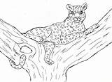 Leopard Leopardo Leopardos Panteras Colorear Colorat Clouded Planse Pantera Desene Animale sketch template