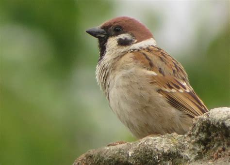 tree sparrow marnixs bird gallery