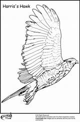 Hawk Coloring Pages Flying Bird Keep sketch template