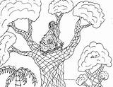 Monkey Spider Howler Coloring Getdrawings Drawing Robin Pages Great sketch template