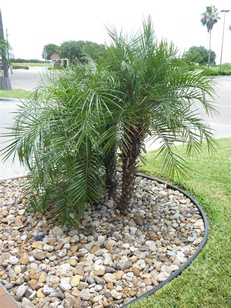 palm trees   rio grande valley hubpages
