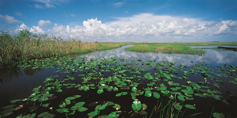 why you should care about everglades restoration jane graham