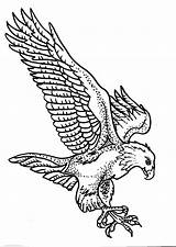 Colorare Aquila Disegno Falco Pellegrino Rapace Diurno Eagle Reale Rapaci Pages Poiana Adult Falcon Ride Diurni Didattica Agriturismi Provincia Varese sketch template