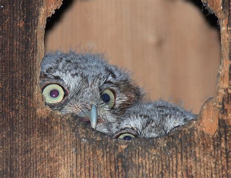 baby screech owls   peek  fledgling screech owls  flickr