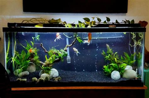 plants  goldfish tanks shop discount save  jlcatjgobmx