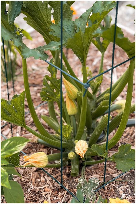 benefits  growing zucchini vertical